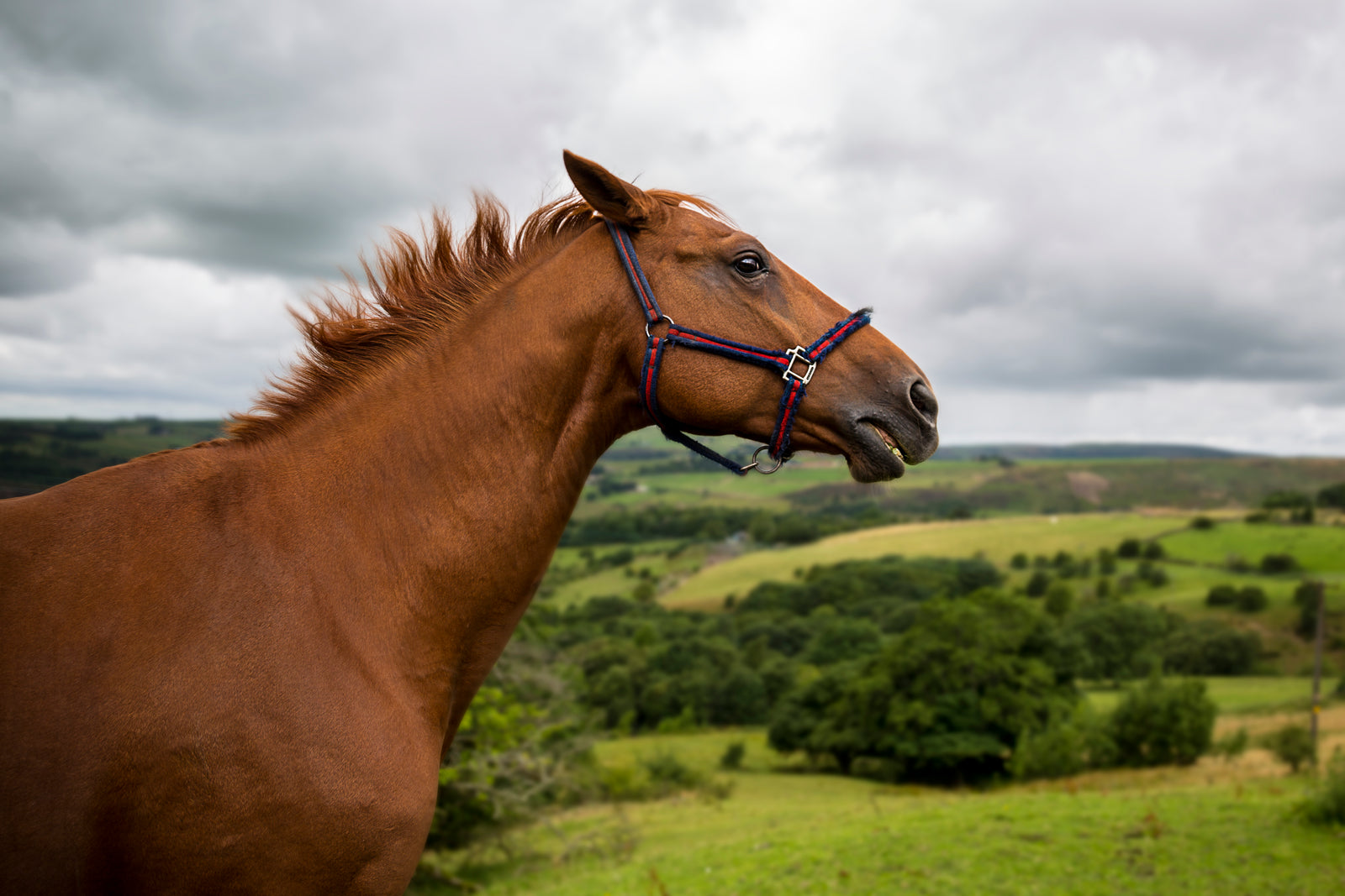 Spooking the Horses